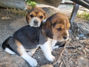 Caini rasa Beagle