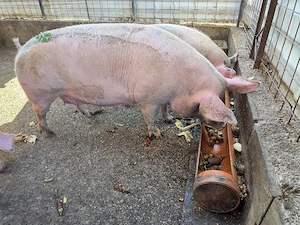 Porc de vanzare