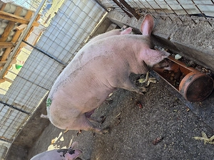 Porc de vanzare - imagine 2