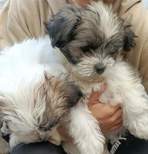 De vânzare cățeluși shih tzu 