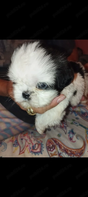 Shih.tzu mini toy - imagine 3