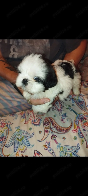 Shih.tzu mini toy