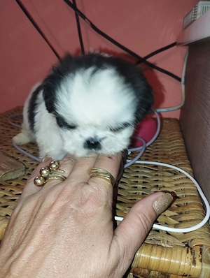 Shih.tzu mini toy - imagine 2