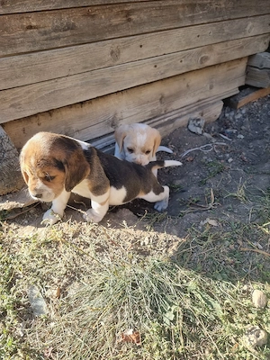 Caini rasa Beagle - imagine 4