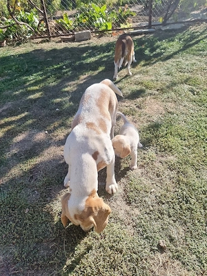 Caini rasa Beagle - imagine 5