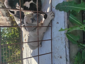 American Bully poket  - imagine 2