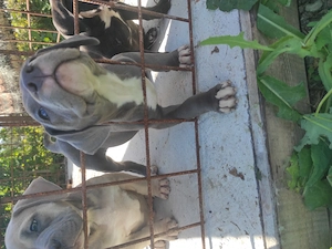 American Bully poket  - imagine 3