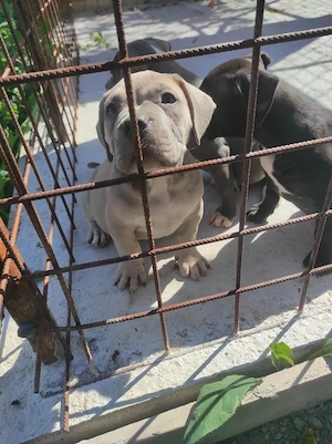American Bully poket 