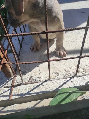 American Bully poket 