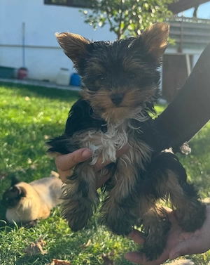 Pui Yorkshire Terrier baietel - imagine 4