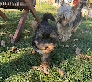 Pui Yorkshire Terrier baietel - imagine 3