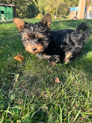 Pui Yorkshire Terrier baietel - imagine 2