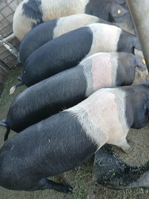 Șoldani bazna 3 scrofițe si 1 vieruș