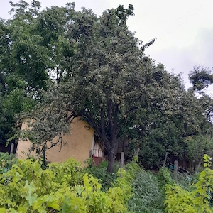 Casă bătrânească de vânzare + 6700 mp, Cozia, jud. Iași - imagine 10