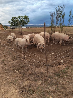 Vand porci pentru sacrificat - imagine 2