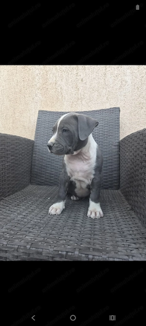 Căței Amstaff Blues rasa pura - imagine 3