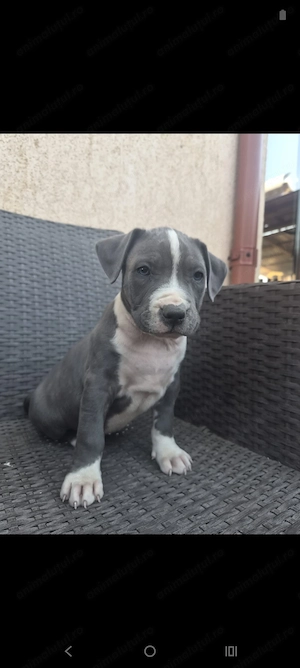 Căței Amstaff Blues rasa pura - imagine 2