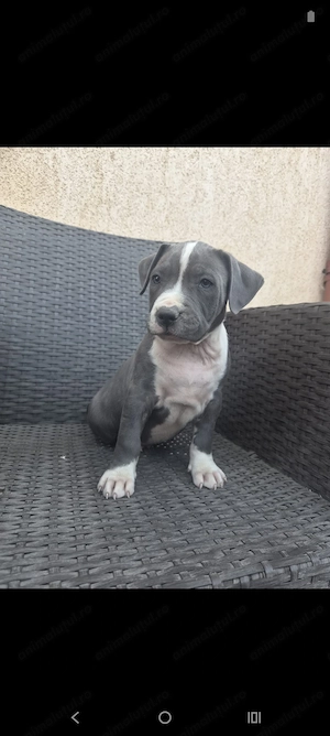 Căței Amstaff Blues rasa pura