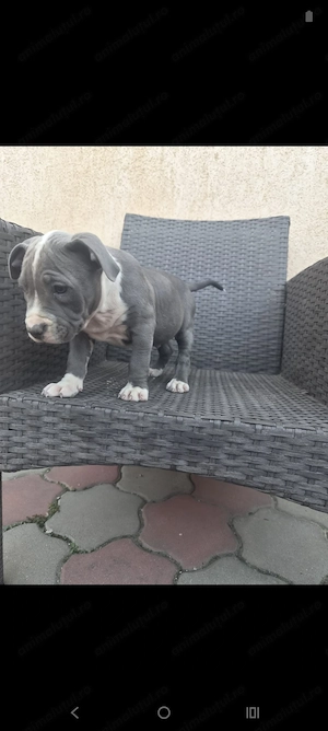 Căței Amstaff Blues rasa pura - imagine 5