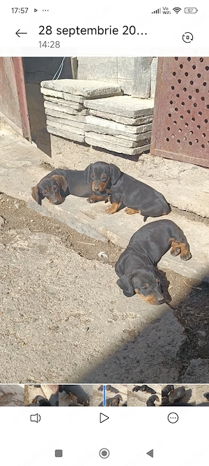 Cățeluși Tekel,, disponibili  - imagine 3