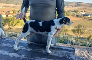 Vand Jack Russel Terrier