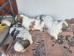 catei rasa shih tzu - imagine 2