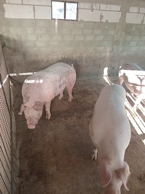 Vând porci între 50 și 300 de kg - imagine 3