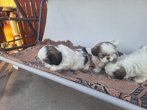 catei rasa shih tzu