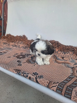 catei rasa shih tzu - imagine 5