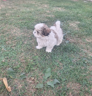 catei rasa shih tzu - imagine 3
