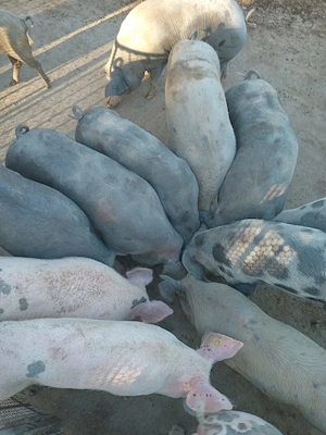Vând porci între 50 și 300 de kg - imagine 2