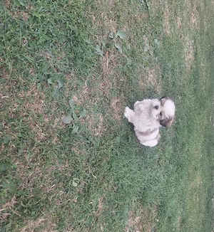 catei rasa shih tzu - imagine 4