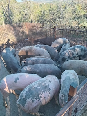 Vând porci între 50 și 300 de kg - imagine 5