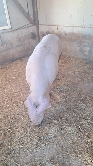scroafa landrace - imagine 3