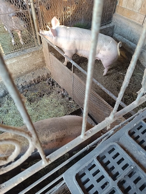 Porci bio crescuți că pe vremuri... - imagine 4