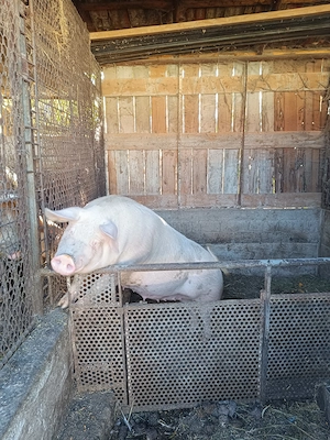 Porci bio crescuți că pe vremuri... - imagine 3