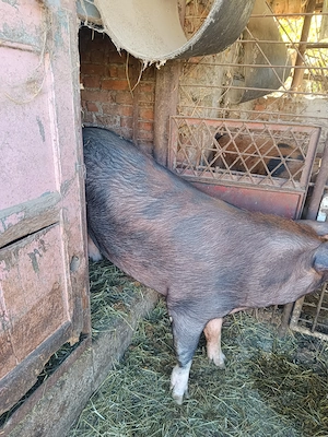 Porci bio crescuți că pe vremuri...