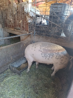 Porci bio crescuți că pe vremuri... - imagine 2