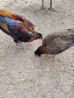 Vând  cocoș Araucana