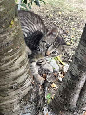 Pisic pentru adoptie - imagine 2