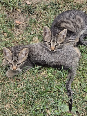 Pisic pentru adoptie - imagine 5