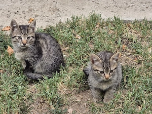 Pisic pentru adoptie - imagine 4
