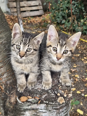 Pisic pentru adoptie