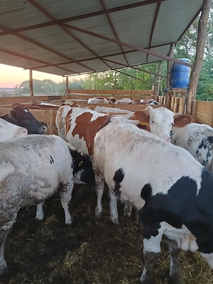 Vând vitei!!!!! - imagine 3