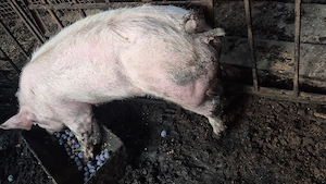 vând porci cu diferite greutăți  - imagine 3