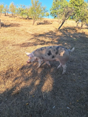 Vând grăsună pentru prăsilă sau pentru tăiat în comuna Sichevița, județul Caraș-Severin. - imagine 2