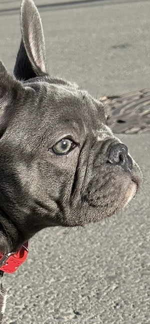 Vând Bulldog Francez,femelă vaccinată si deparazitată (3 vaccinuri) - imagine 4