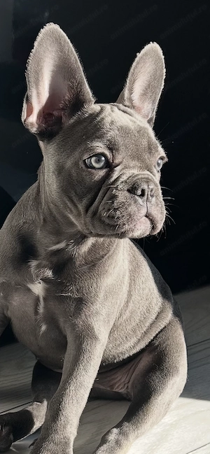 Vând Bulldog Francez,femelă vaccinată si deparazitată (3 vaccinuri)