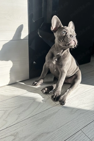 Vând Bulldog Francez,femelă vaccinată si deparazitată (3 vaccinuri) - imagine 2