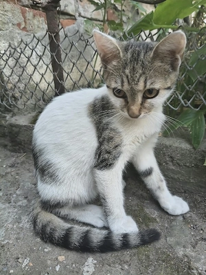 Pisici spre adopție  - imagine 3